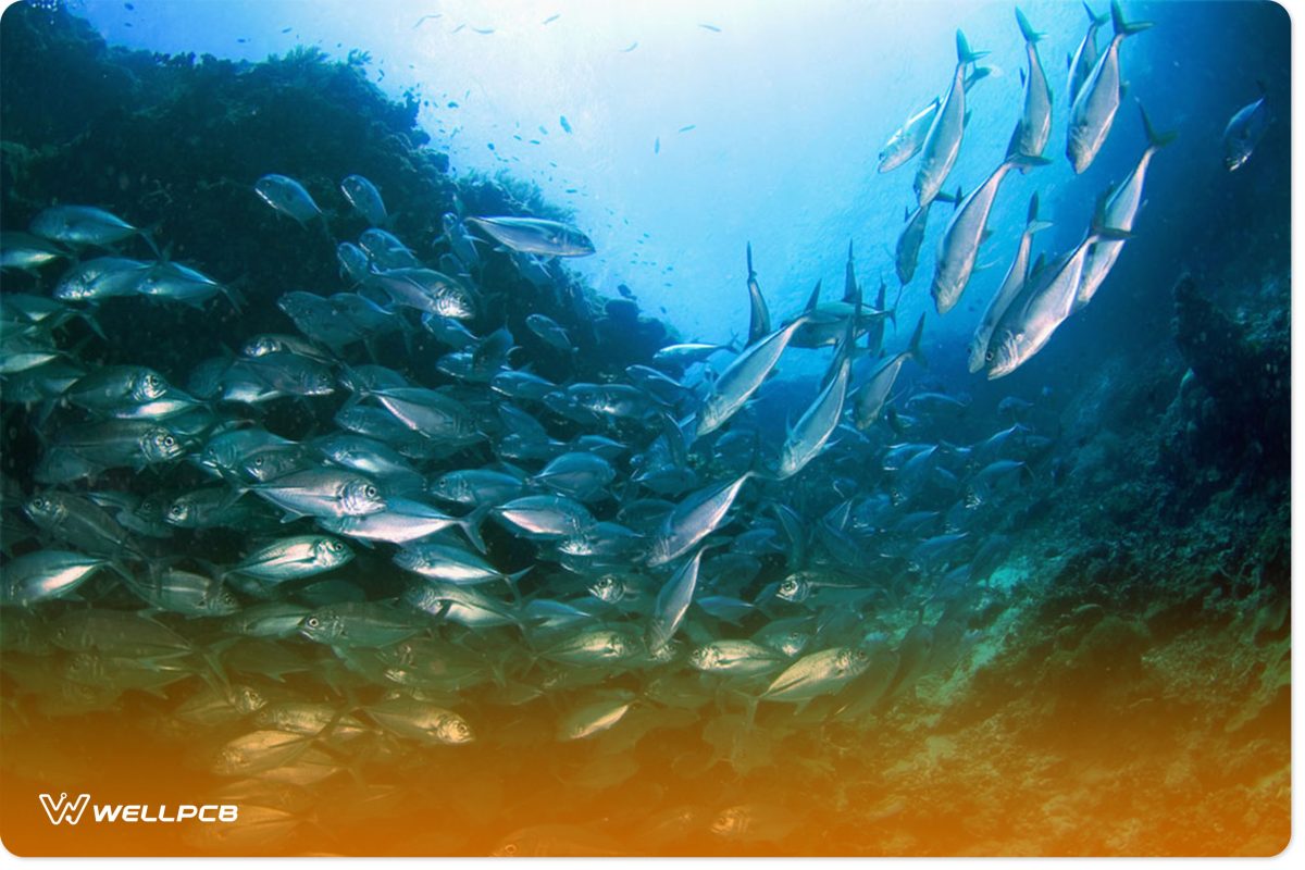 a photo of a school of tuna fish in the ocean